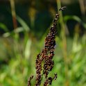Sorghum nigrum (2)